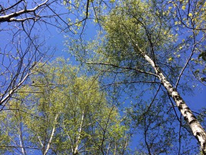 La nature est belle...