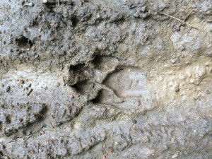 traces de loup ?