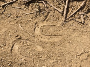Traces d'asinus