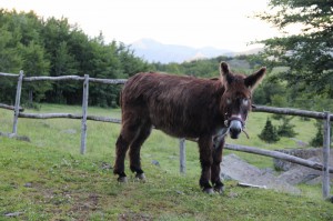 A prato mollo