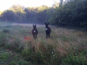 Les ânes au réveil