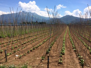 Plantation de haricots