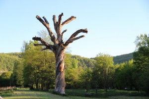 Le vieux chêne