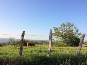 Que la nature est belle !