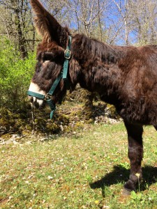 Toto fait le beau
